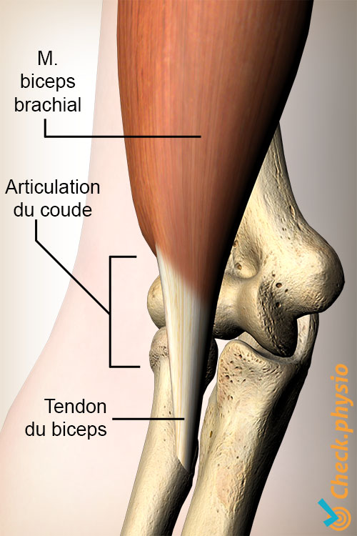 bras tendon du biceps distal