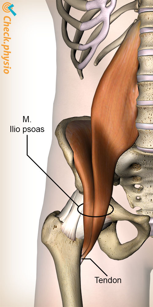 hanche iliopsoas psoas major iliaque anatomie