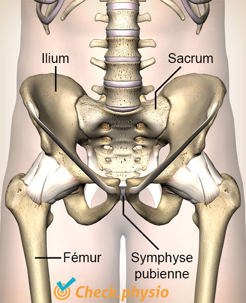 hanche articulation SI ilium sacrum symphyse symphysis pubica fémur bassin moitié de bassin sacrum