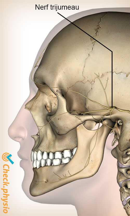 tête céphalée cervicogène CGH nerf trijumeau