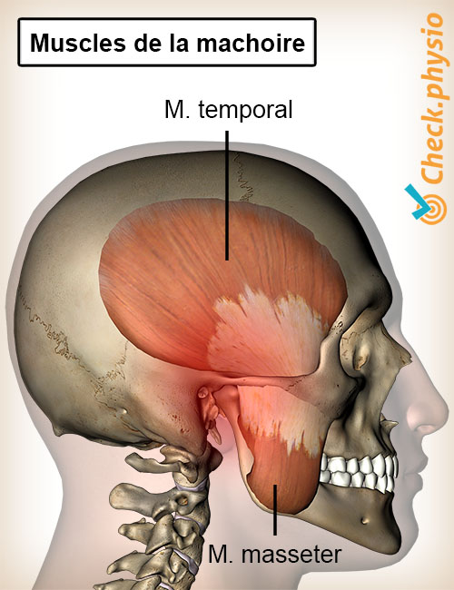 tête mâchoire dysfonctionnement du disque articulaire de la mâchoire