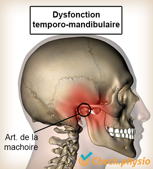 tête mâchoire muscles temporalis masséter