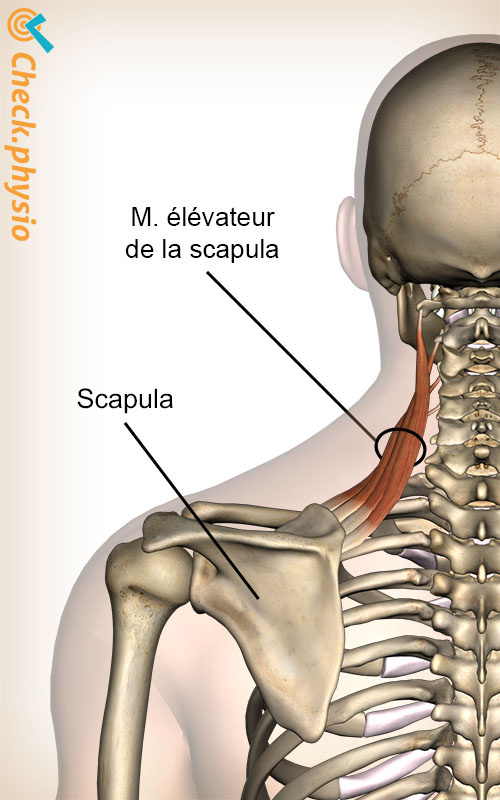 muscle élévateur de la scapula tête cou