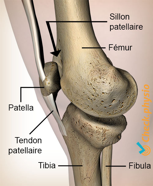 genou facies patellaris femoris sillon patella patella