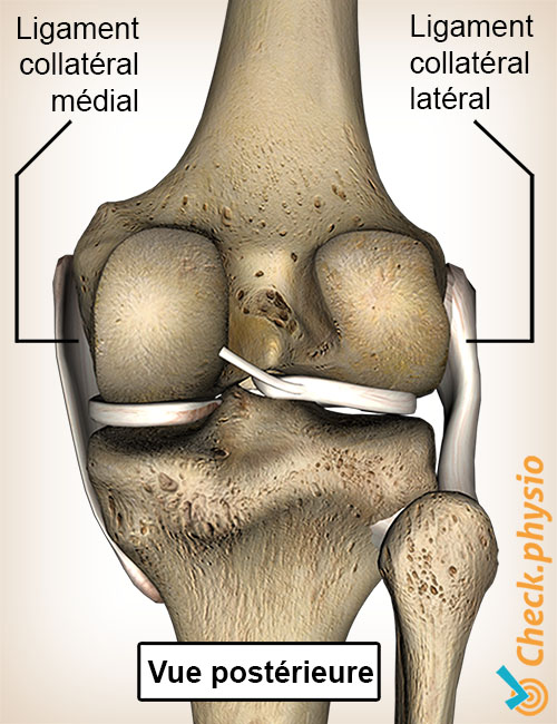 genou ligaments interne externe vue arrière