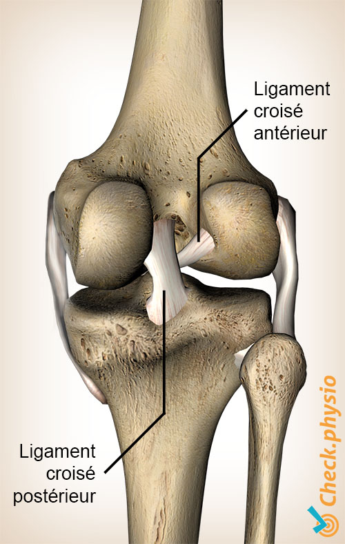 genou ligaments croisés postérieur antérieur