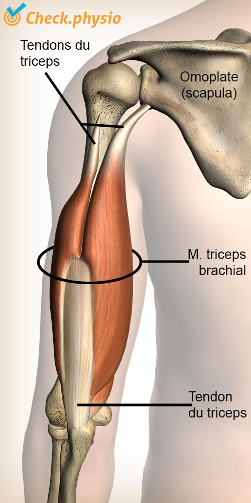 bras triceps muscle tendon omoplate coude
