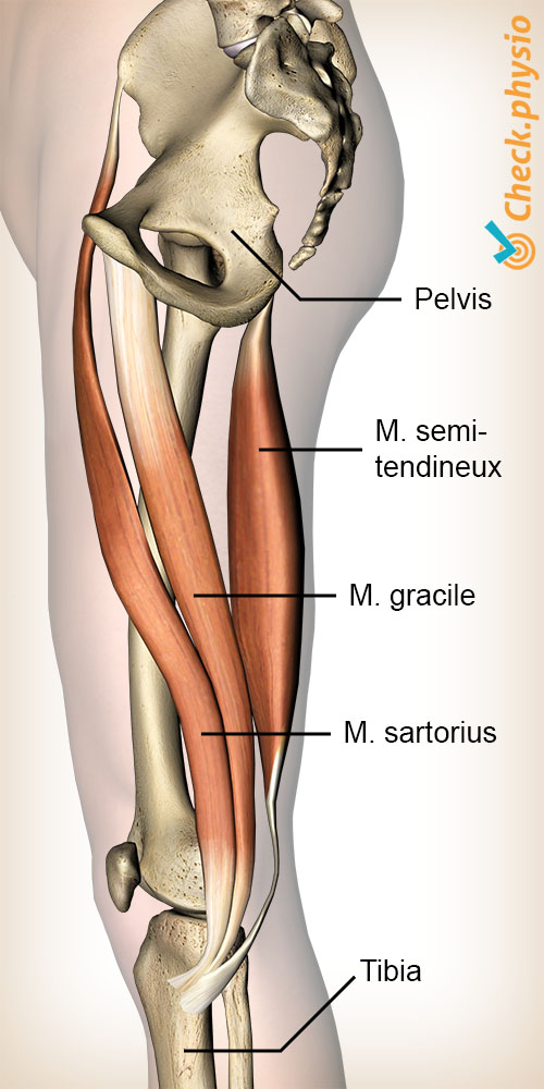 genou pes anserinus sartorius gracilis semi tendineux muscles patte d'oie