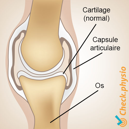 arthrose anatomie saine