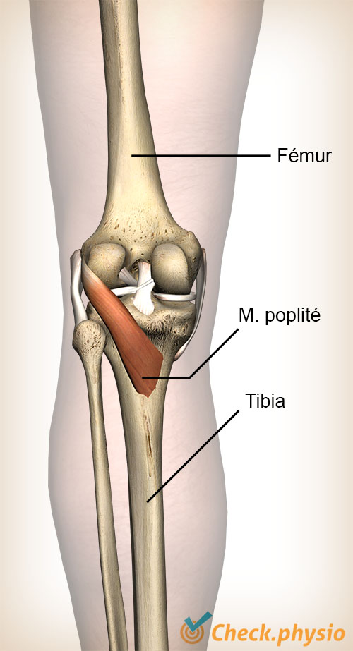 muscle poplité du genou