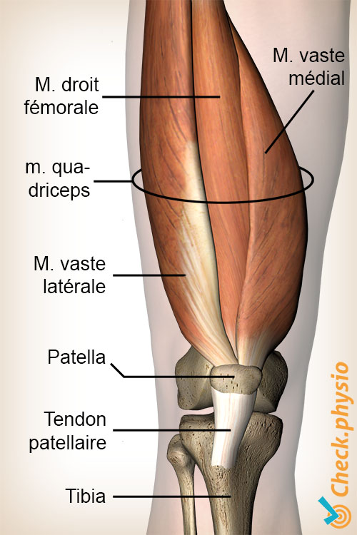 genou muscle quadriceps droit fémoral vaste latéral médial anatomie