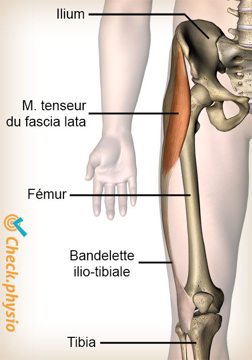 genou bandelette ilio-tibiale muscle tenseur du fascia lata
