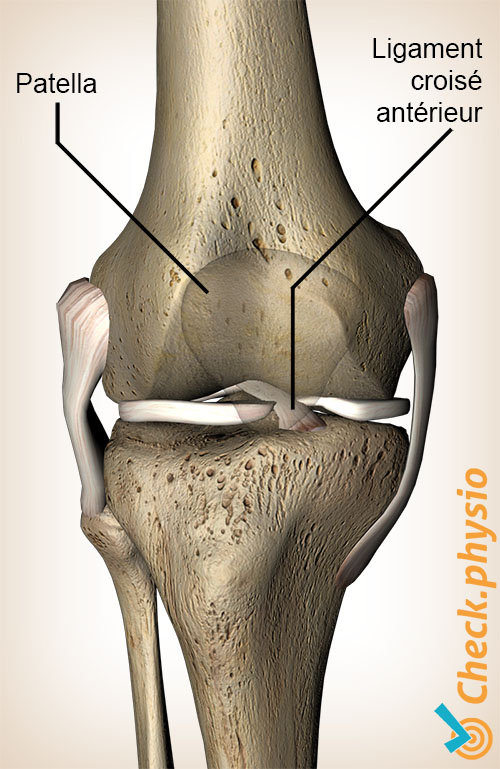 genou ligament croisé antérieur ligamentum cruciatum anterius