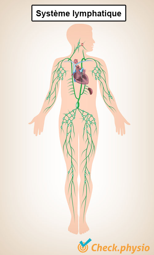 système lymphatique vaisseaux lymphatiques cœur reins