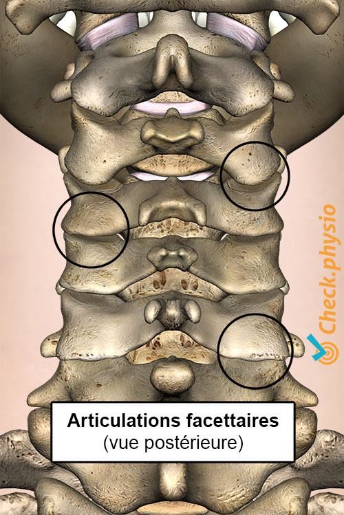 cou articulations facettaires vue postérieure cervicale