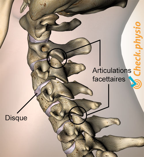 articulations facettaires du cou vue latérale disque