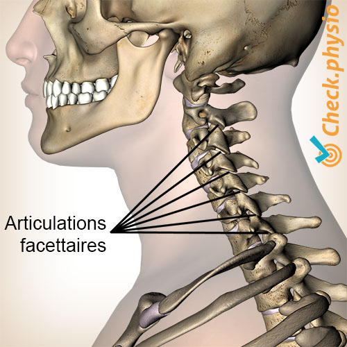 articulations facettaires du cou vue latérale