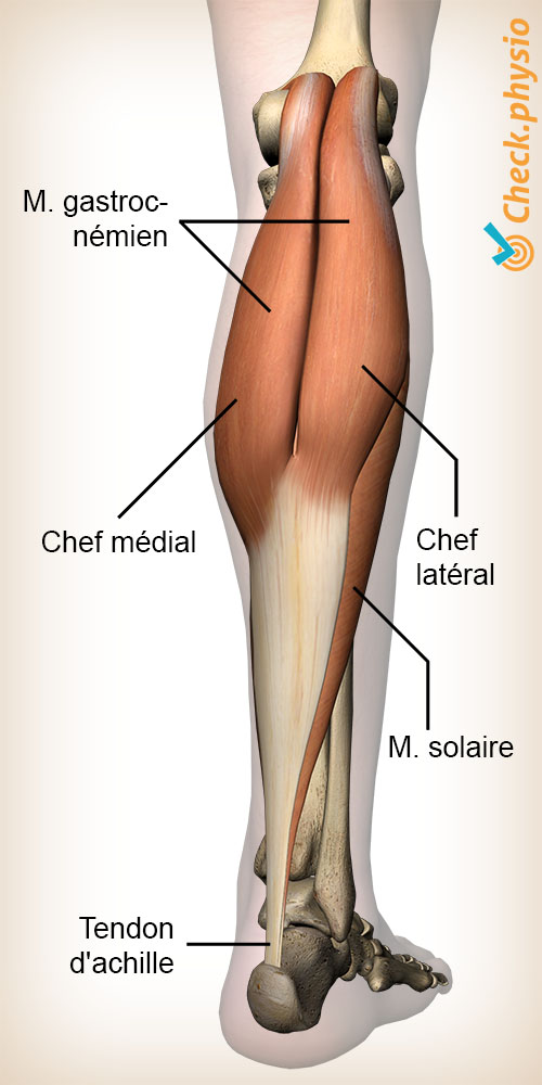 jambe mollet muscle gastrocnémien anatomie