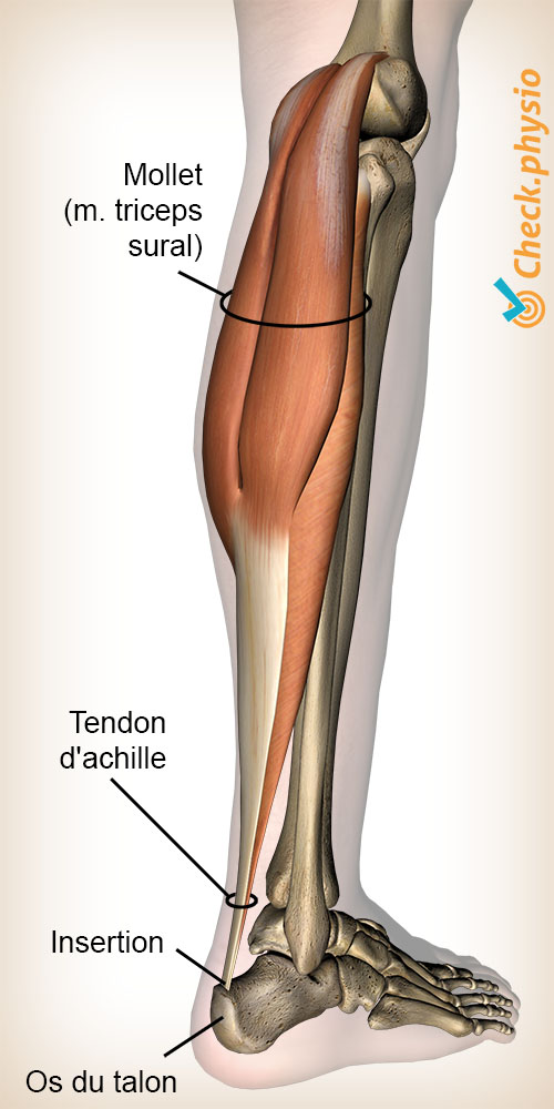 jambe triceps sural muscle du mollet tendon d'Achille