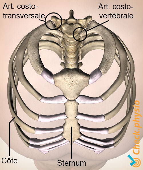 côtes cage thoracique vue du dessus articulation costo-transversaire costo-vertebrale