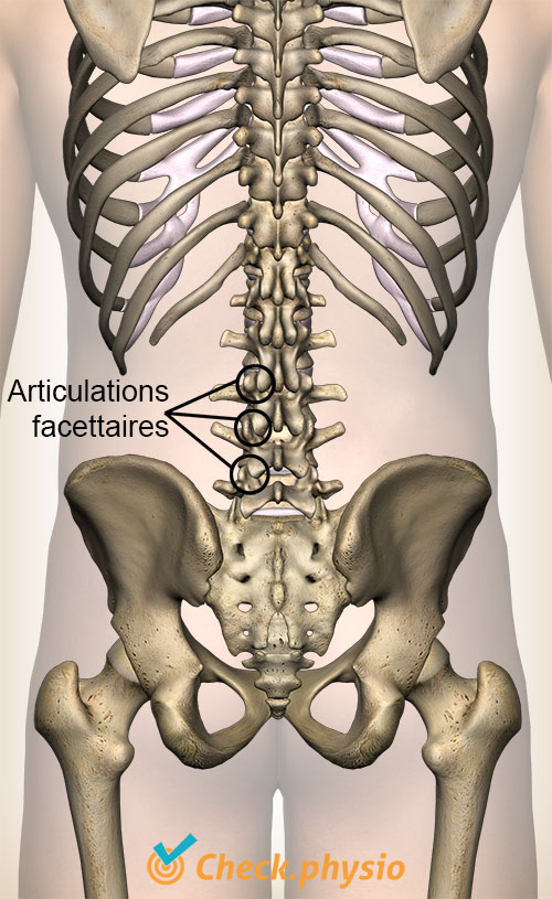 dos articulation facettaire