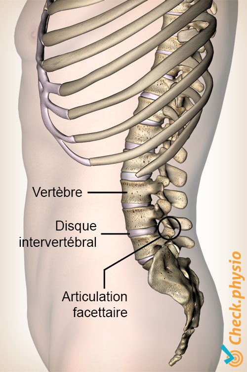 dos articulation facettaire disque intervertébral vertèbre vue latérale