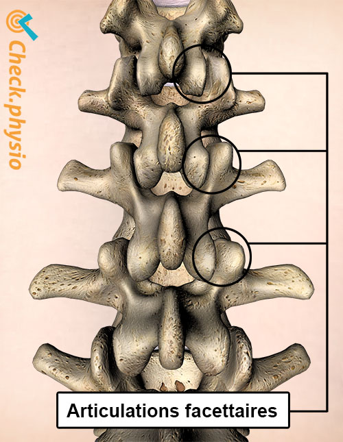 dos articulations facettaires vue postérieure