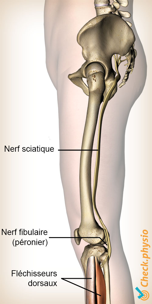 jambe origine nerf péronier nerf tibial nerf sciatique