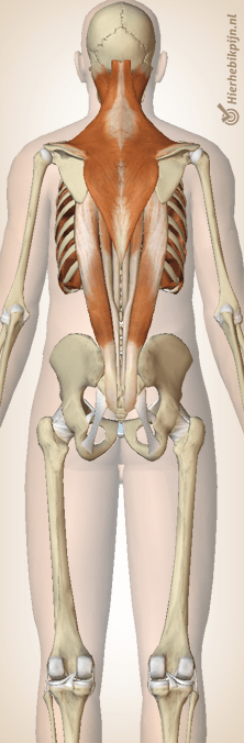 dos musculature du haut du dos muscles trapèze érecteur du rachis intercostal spinal
