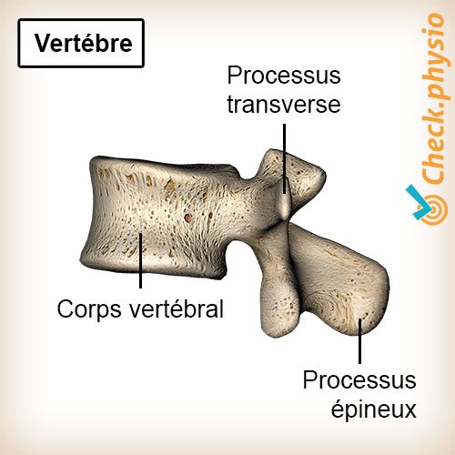 dos vertèbre colonne vertébrale anatomie corps vertébral apophyse transverse apophyse épineuse
