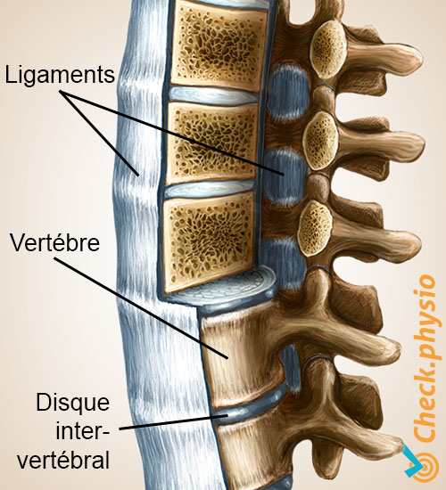 dos colonne vertébrale vertèbre ligaments