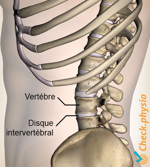 dos colonne vertébrale vertèbre disque intervertébral vue latérale