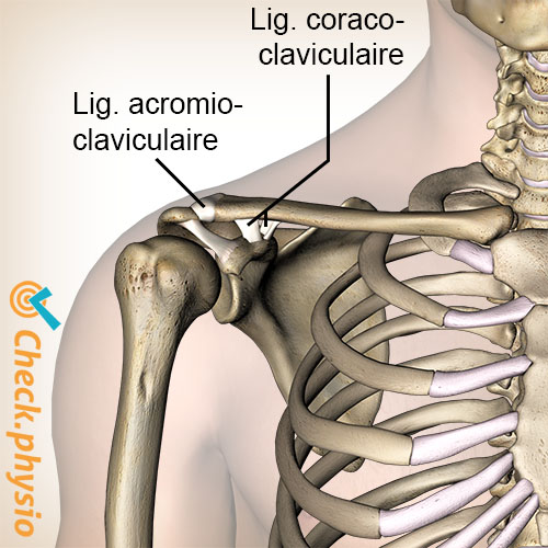 épaule articulation ac ligaments acromio-claviculaires ligament coraco-claviculaire trapézoïde conoïde
