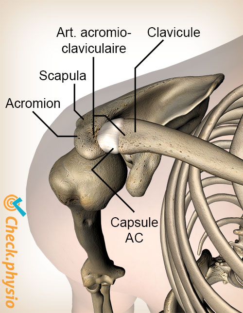épaule articulation acromio-claviculaire ligament supérieur