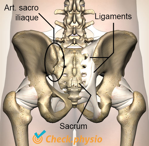 bassin vue postérieure capsules ligaments articulation SI