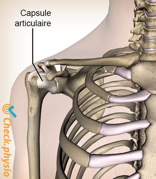 épaule capsule articulaire