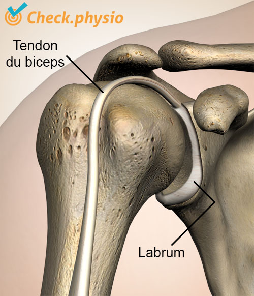 épaule labrum tendon du biceps