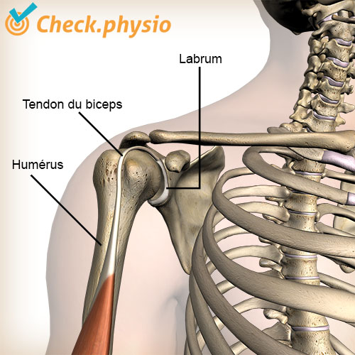 épaule labrum biceps