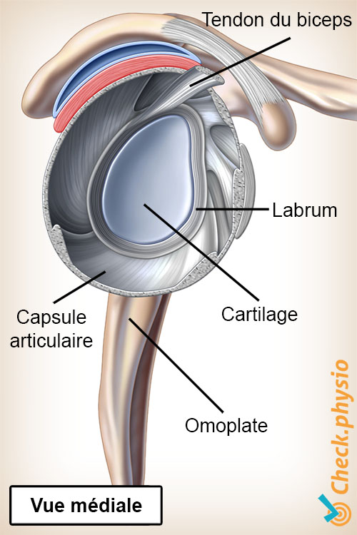 épaule labrum articulation vue latérale