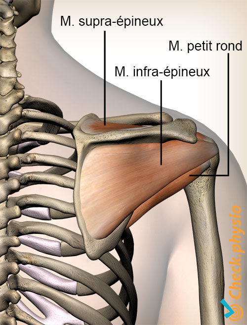 épaule coiffe des rotateurs muscles postérieurs supra-épineux infra-épineux petit rond