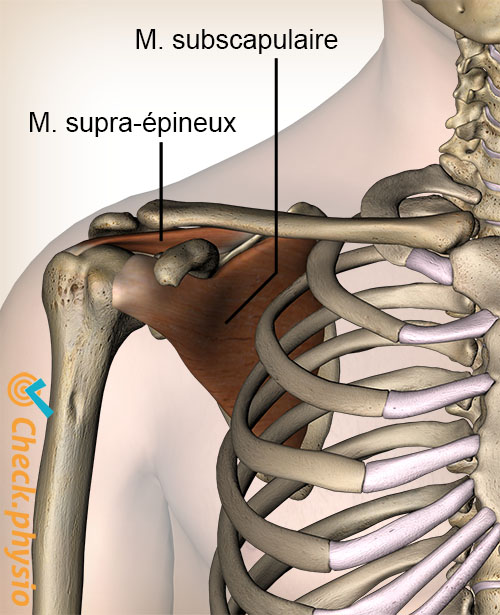 épaule muscles de la coiffe des rotateurs supraspinatus subscapulaire vue avant