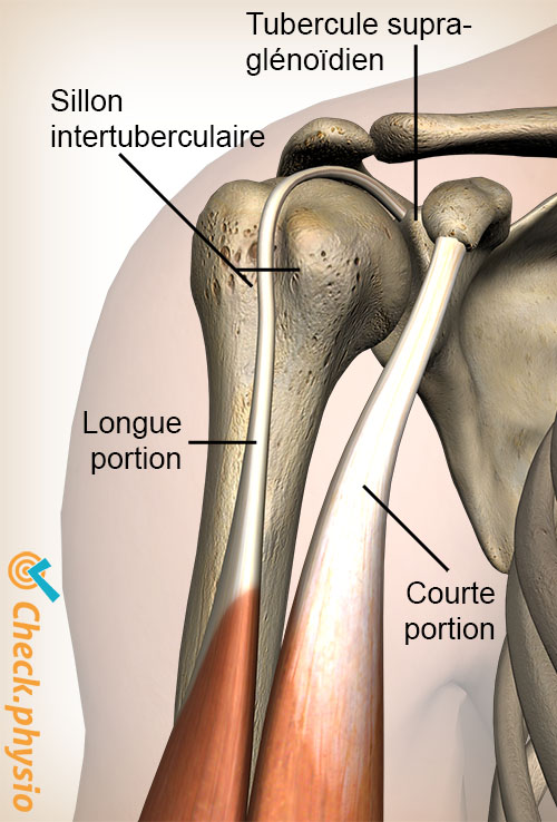 épaule sulcus intertuberculaire tubercule supraglénoïdal biceps brachii chef long court
