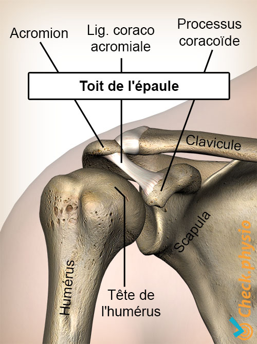 voûte de l'épaule processus coracoïde ligament coraco-acromial tête humérale