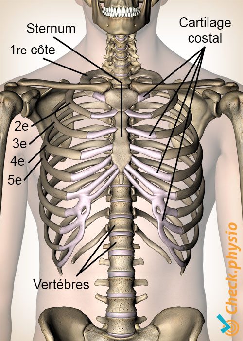 Tietze costochondrite anatomie côtes cartilage costal cartilago costalis
