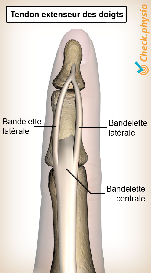 glissements des tendons extenseurs du doigt, bande centrale, bande latérale
