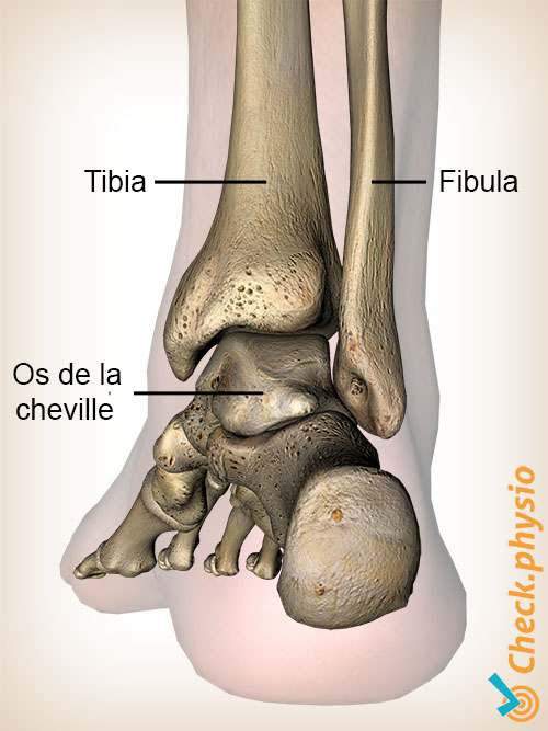 pied dorsal fibula tibia anatomie
