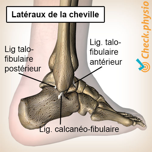 pied cheville ligament latéral ligaments externes