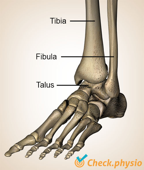 pied cheville vue ventrale tibia fibula