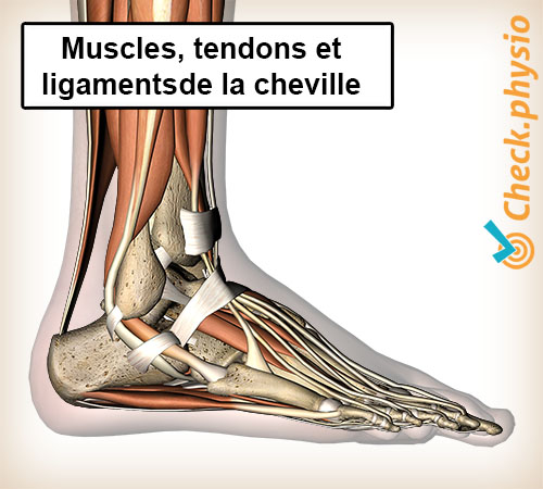 pied muscles tendons ligaments latéraux cheville
