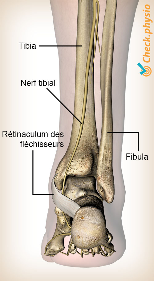 pied nerf tibial postérieur rétinaculum des fléchisseurs vue dorsale